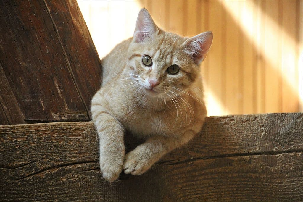 Finn -  - Bild 1