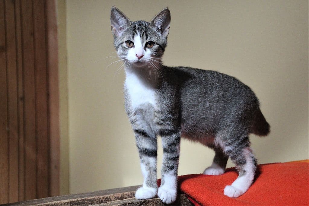Felina -  - Bild 1