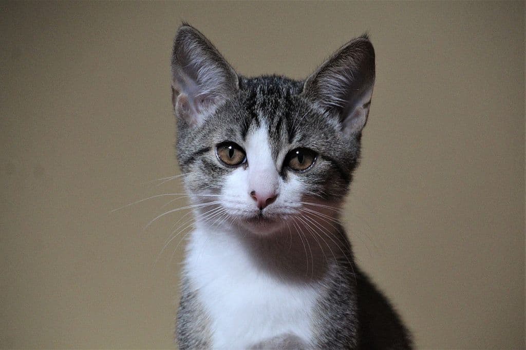 Felina -  - Bild 3