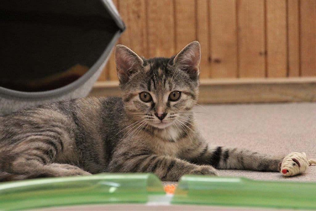 Fiona -  - Bild 1
