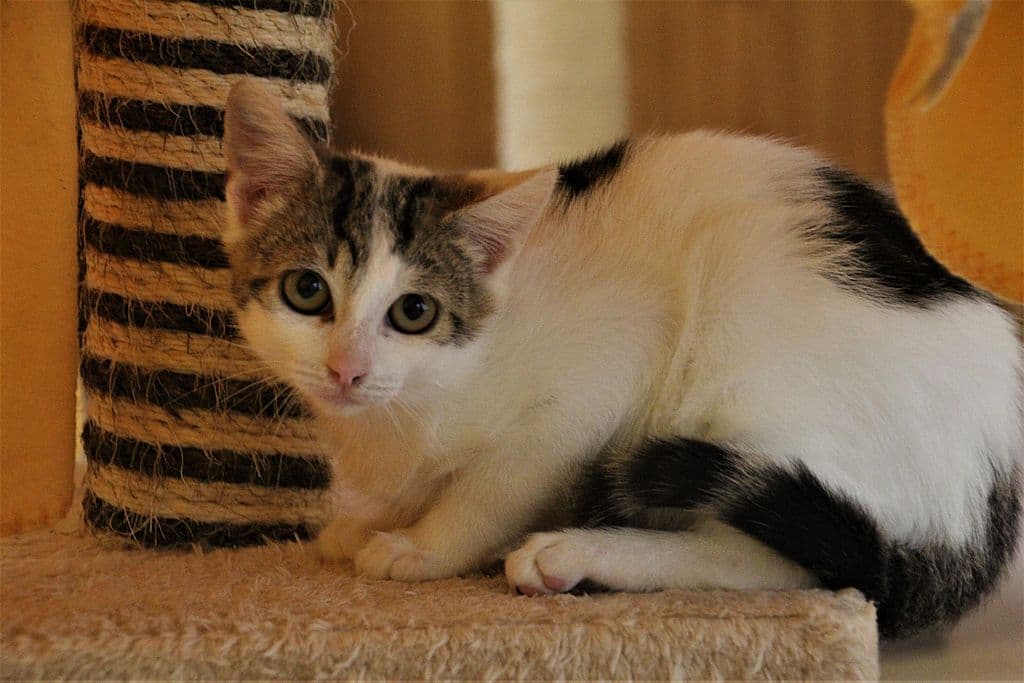 Maja -  - Bild 1