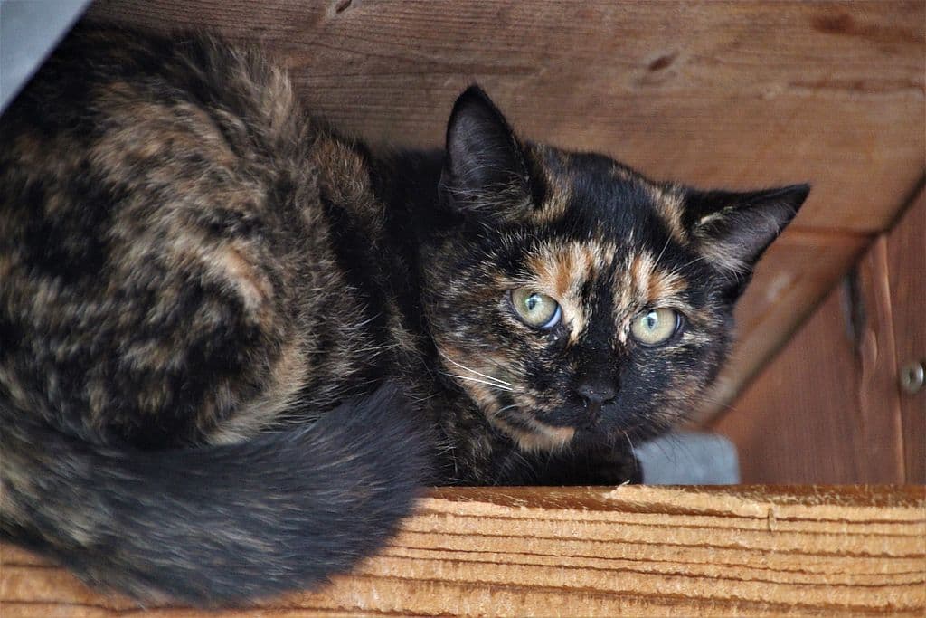 Viper -  - Bild 1