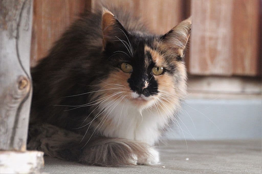 Bianca -  - Bild 1