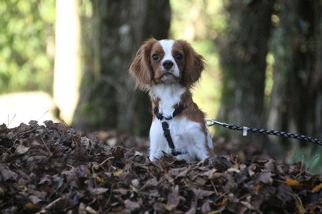 William -  - Bild 1