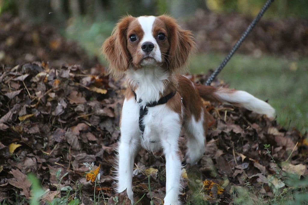 William - King-Charles-Spaniel, Cavalier King Charles Spaniel - Bild 3