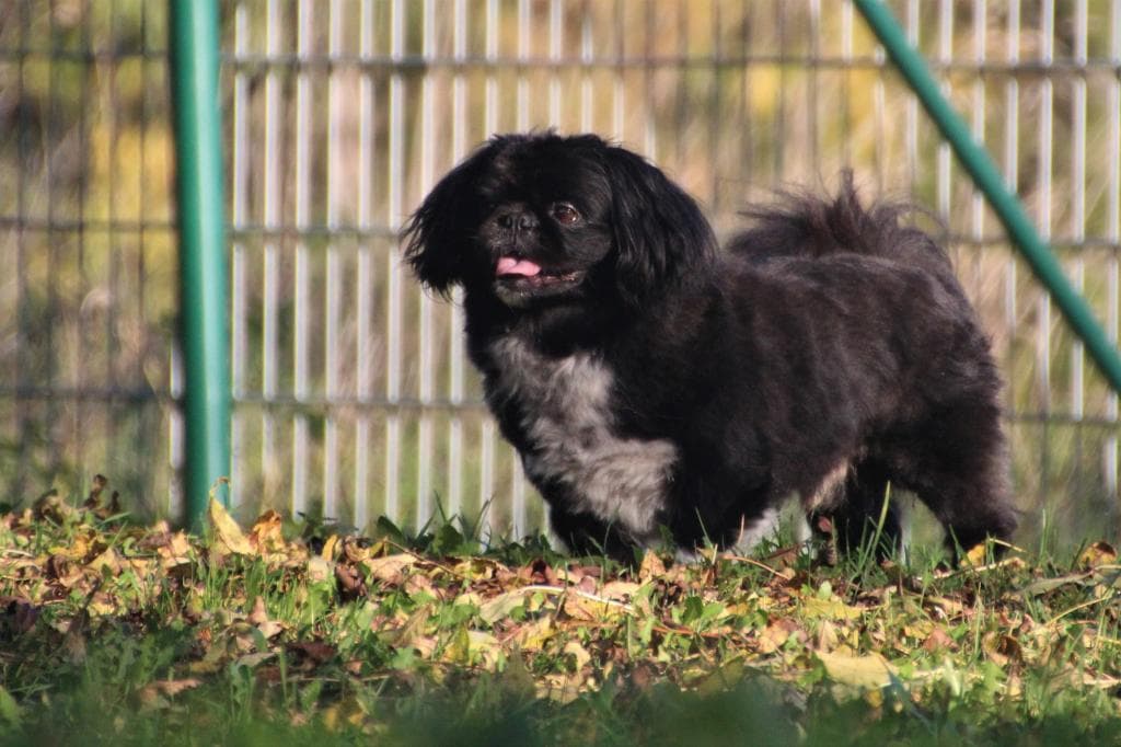 Timmy -  - Bild 5