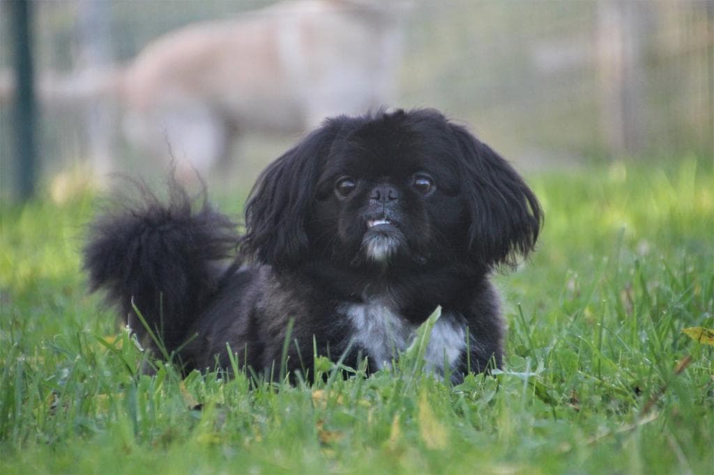 Timmy -  - Bild 3