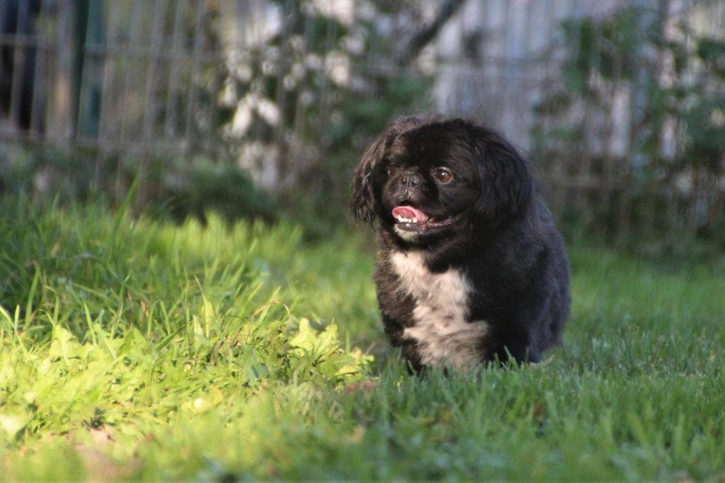 Timmy -  - Bild 1
