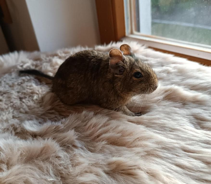 Degu -  - Bild 1