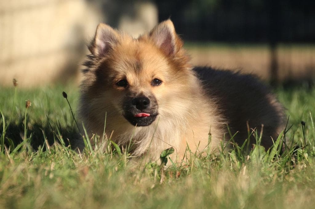Spitz -  - Bild 1