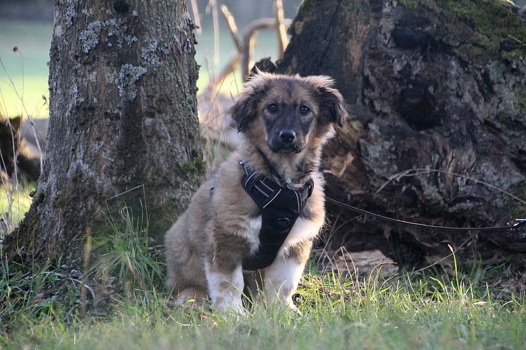 Rosalie -  - Bild 3