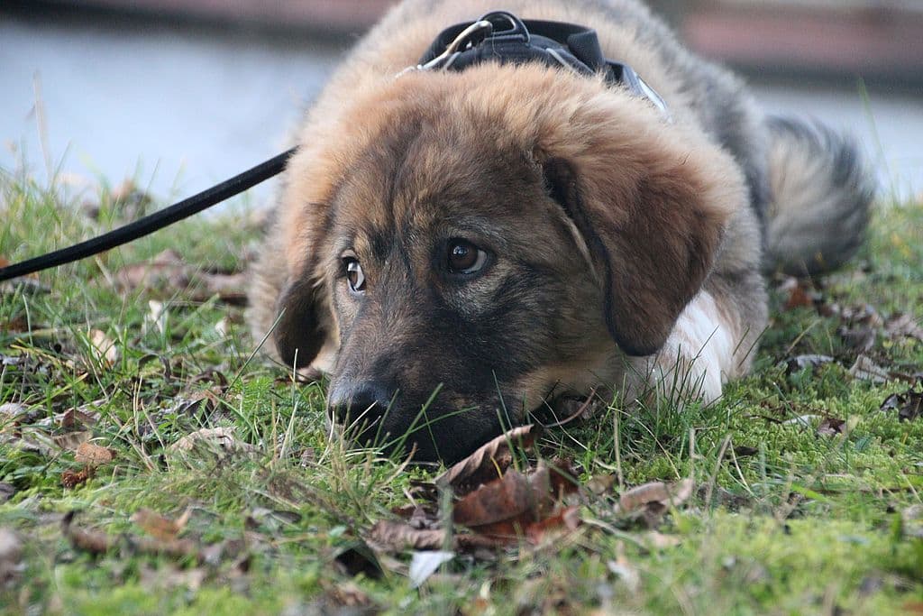 Edward -  - Bild 3