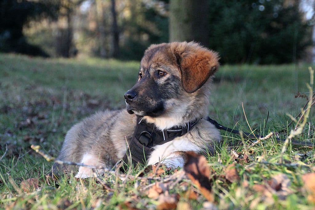 Edward -  - Bild 1