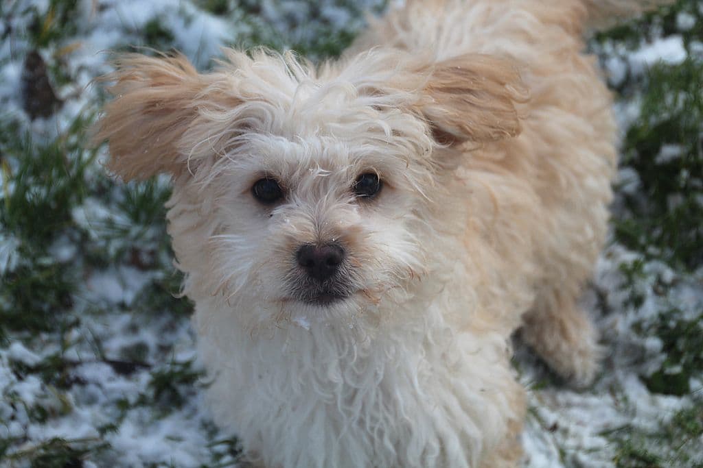 Buddy -  - Bild 1