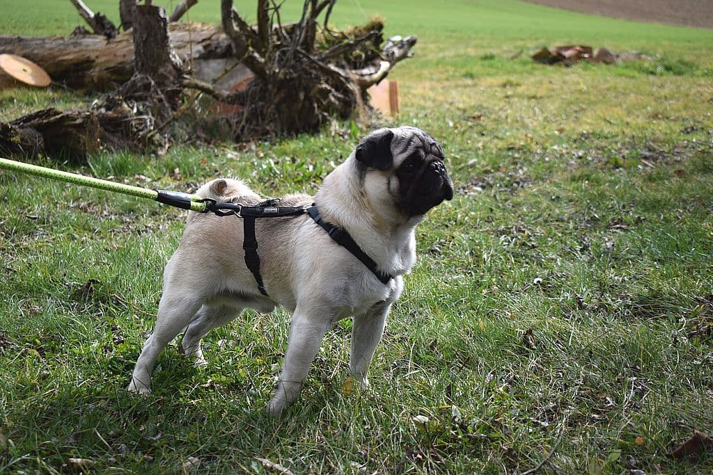 Teddy - Mops - Bild 5