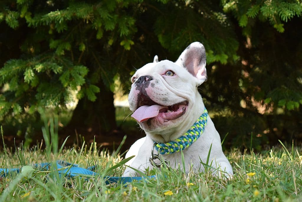 Archie - Französische Bulldogge - Bild 5