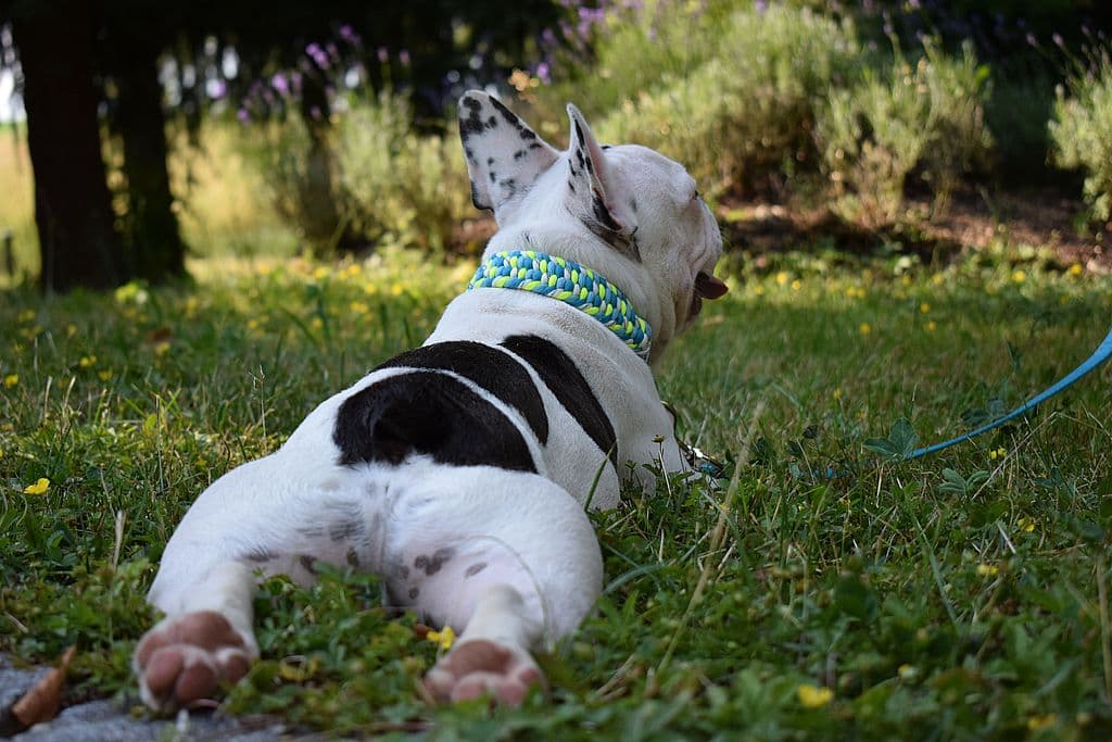 Archie - Französische Bulldogge - Bild 9