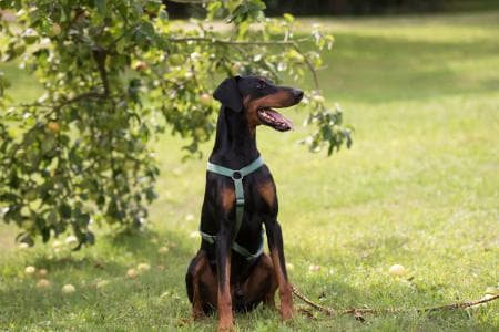 Hugo - Dobermann - Bild 7