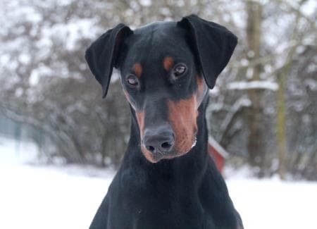 Dobermann Hugo