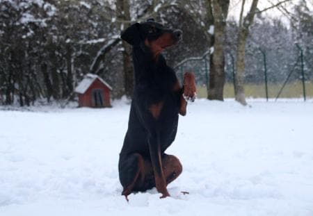 Hugo - Dobermann - Bild 8