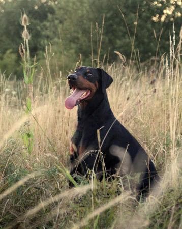 Hugo - Dobermann - Bild 11