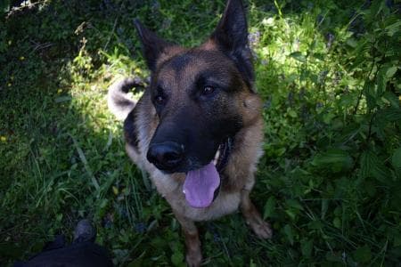 Nicko - Deutscher Schäferhund - Bild 1