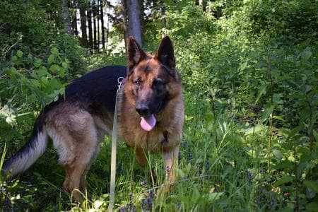 Nicko - Deutscher Schäferhund - Bild 2