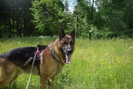 Nicko - Deutscher Schäferhund - Bild 4