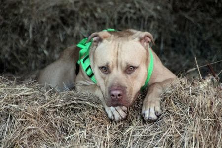 Ace - American Staffordshire Terrier - Bild 4