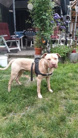 Ace - American Staffordshire Terrier - Bild 6