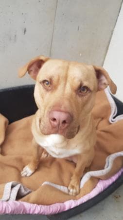 Ace - American Staffordshire Terrier - Bild 2