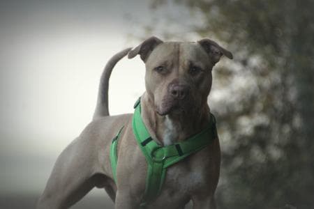 Ace - American Staffordshire Terrier - Bild 8