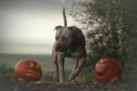 Ace - American Staffordshire Terrier - Bild 10