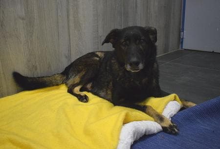 Xaverl - Deutscher Schäferhund - Bild 2