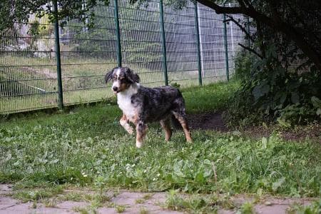 Candy - Australian Shepherd - Bild 4