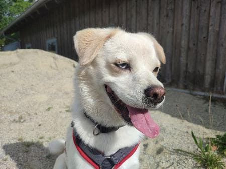Sam - Mops, Siberian Husky - Bild 2