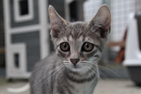 Benjamin -  - Bild 2