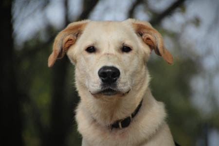 Rocky - Golden Retriever, Labrador Retriever - Bild 6