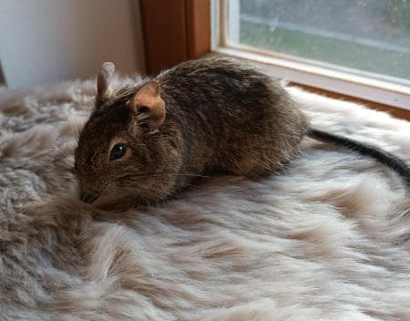 Degu -  - Bild 2