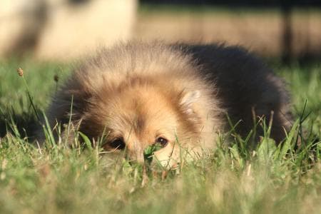 Spitz -  - Bild 2
