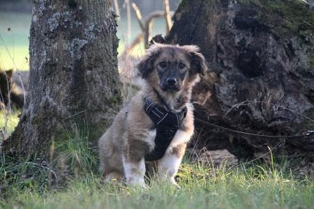 Rosalie -  - Bild 2