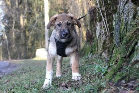 Bella - Dackel - Bild 4