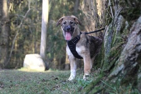 Bella - Dackel - Bild 2