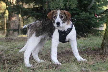 Bella - Dackel - Bild 2