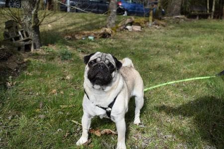 Teddy - Mops - Bild 2