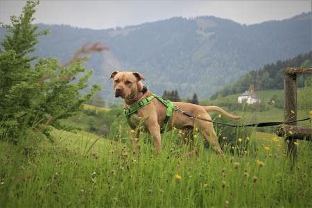 Ace - American Staffordshire Terrier - Bild 6