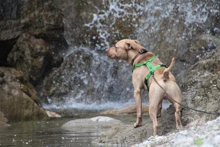 Ace - American Staffordshire Terrier - Bild 3