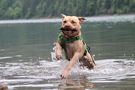 Ace - American Staffordshire Terrier - Bild 2