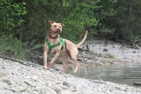 Ace - American Staffordshire Terrier - Bild 4