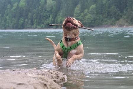 Ace - American Staffordshire Terrier - Bild 5